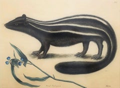 Putorius & Pseudo Phalangium (Die Stange der Katze) (Klappenschlange) /// Mark Catesby Tierkunst