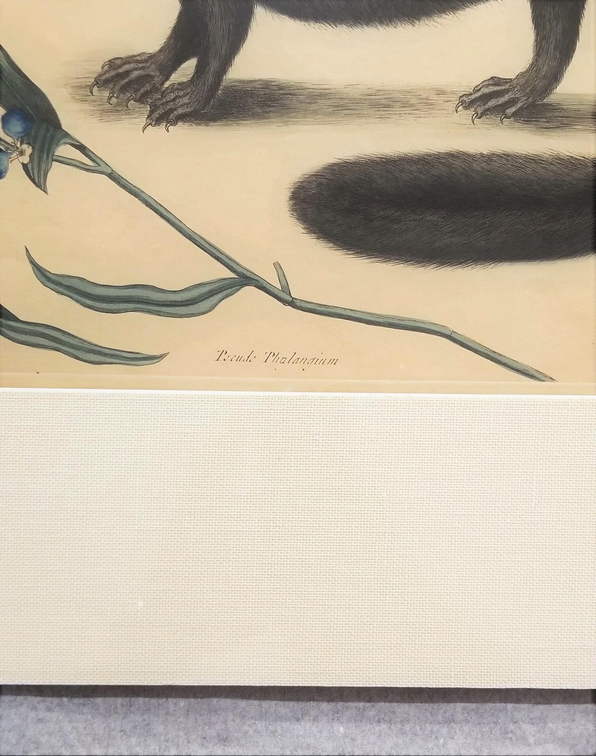 Putorius & Pseudo Phalangium (The Pole-Cat) (Skunk) /// Mark Catesby Animal Art en vente 9