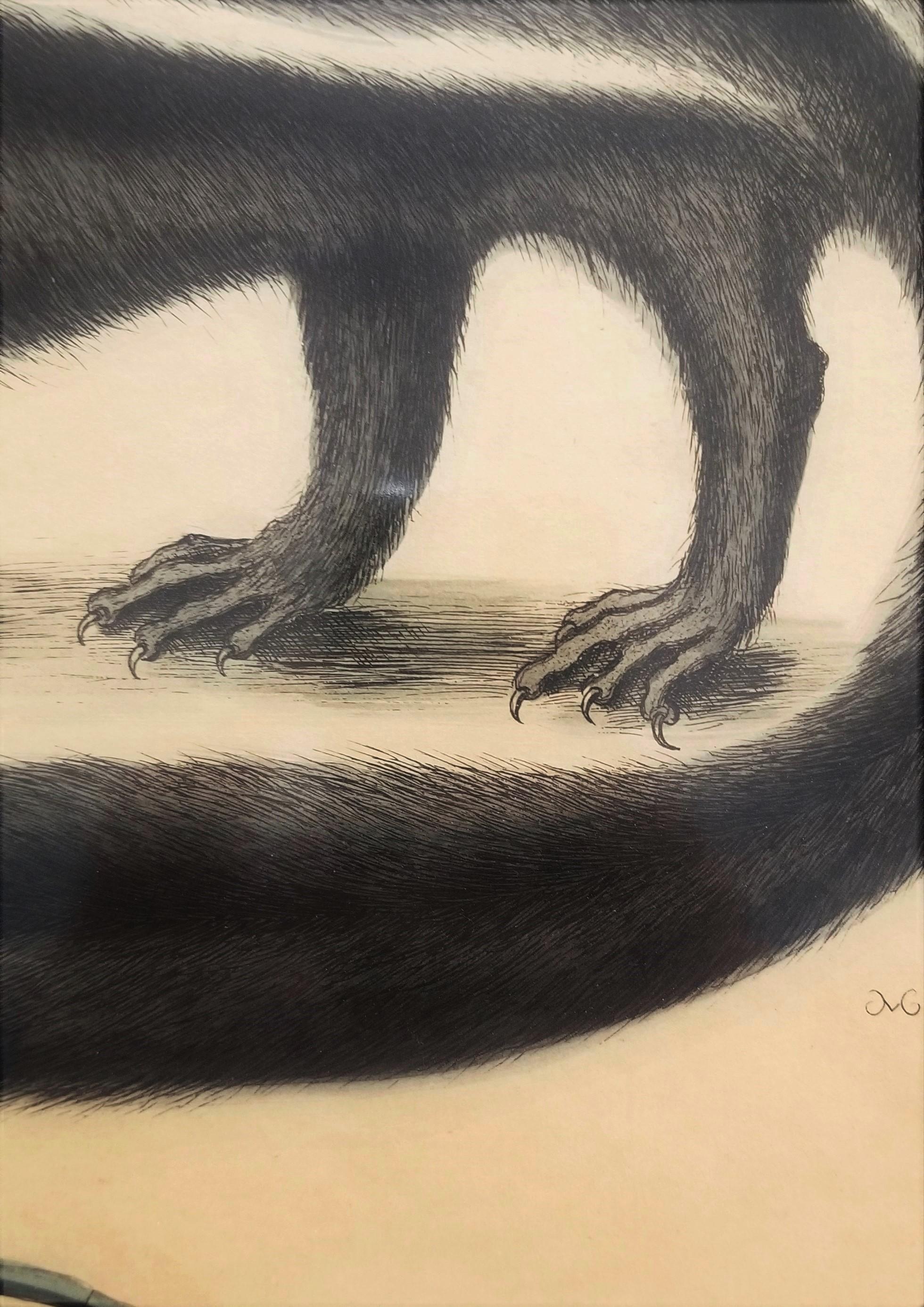 Putorius & Pseudo Phalangium (The Pole-Cat) (Skunk) /// Mark Catesby Animal Art en vente 12