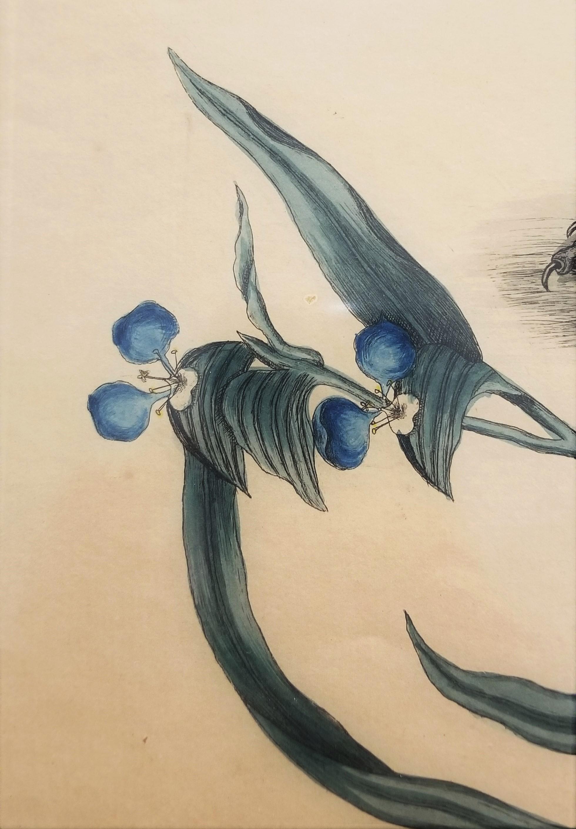 Putorius & Pseudo Phalangium (The Pole-Cat) (Skunk) /// Mark Catesby Animal Art en vente 14