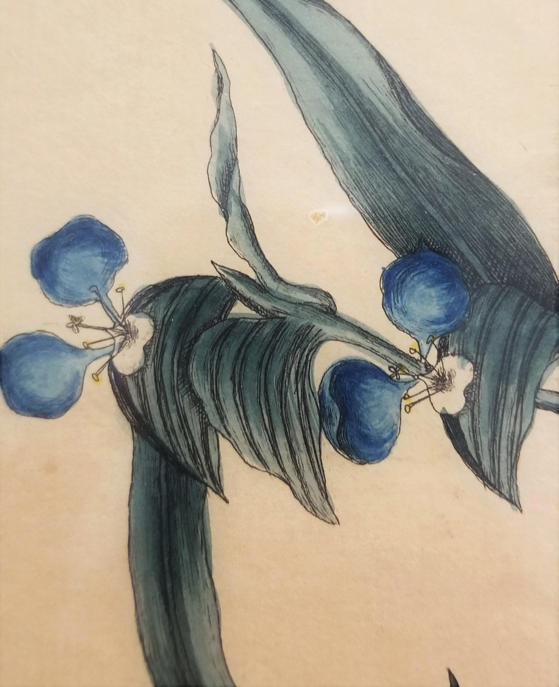 Putorius & Pseudo Phalangium (The Pole-Cat) (Skunk) /// Mark Catesby Animal Art For Sale 14