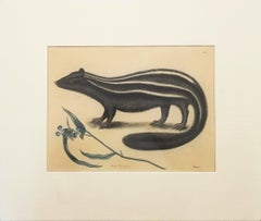 Putorius & Pseudo Phalangium (The Pole-Cat) (Skunk) /// Mark Catesby Animal Art