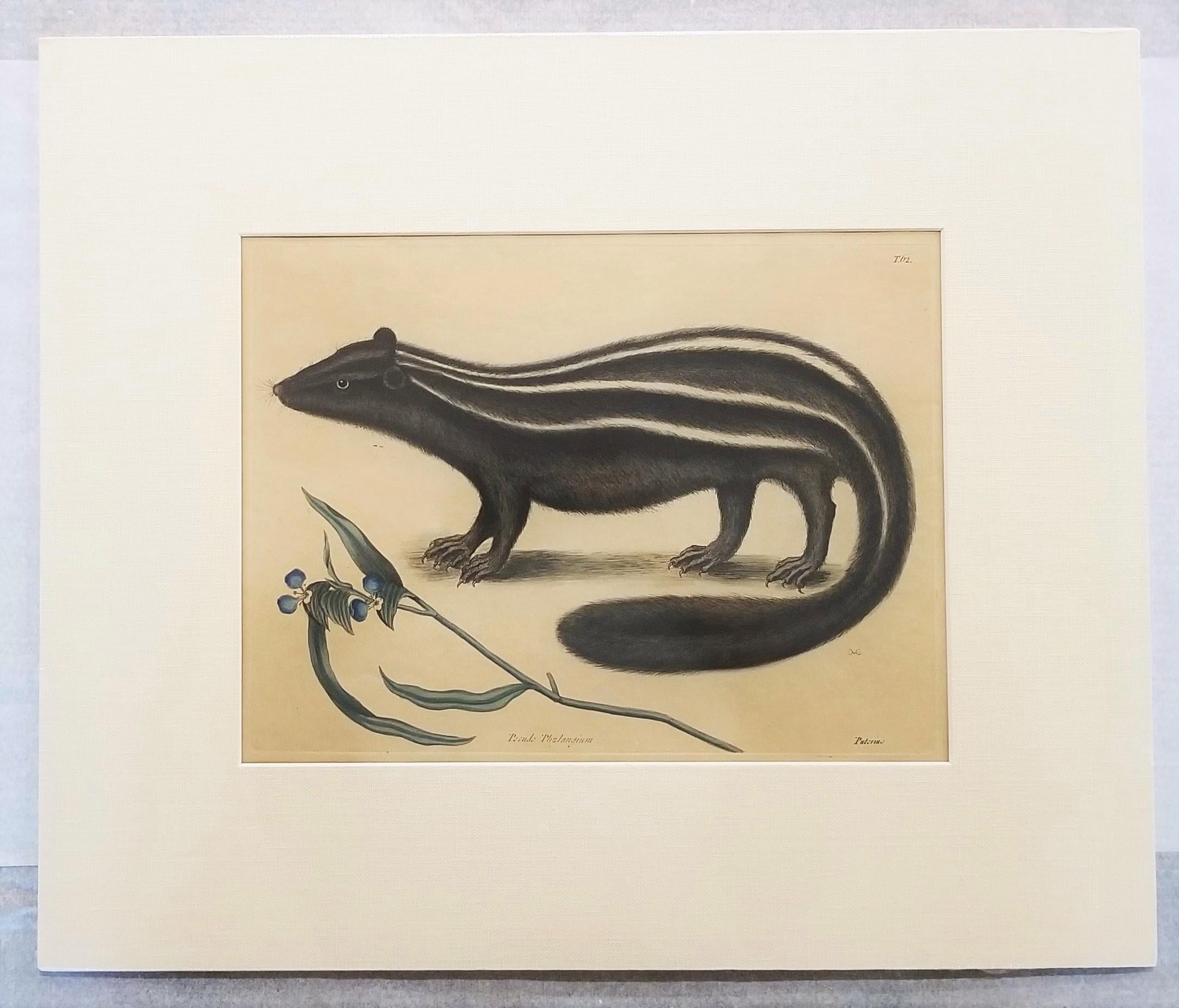 Putorius & Pseudo Phalangium (The Pole-Cat) (Skunk) /// Mark Catesby Animal Art en vente 2