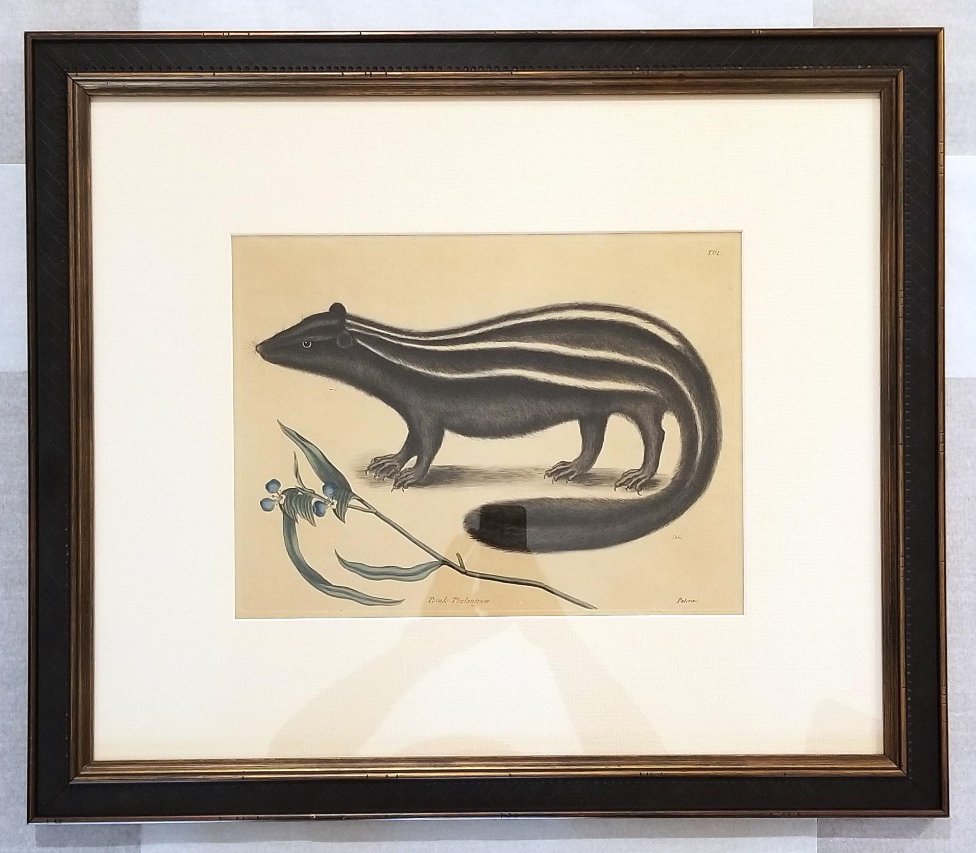 Putorius & Pseudo Phalangium (The Pole-Cat) (Skunk) /// Mark Catesby Animal Art en vente 3