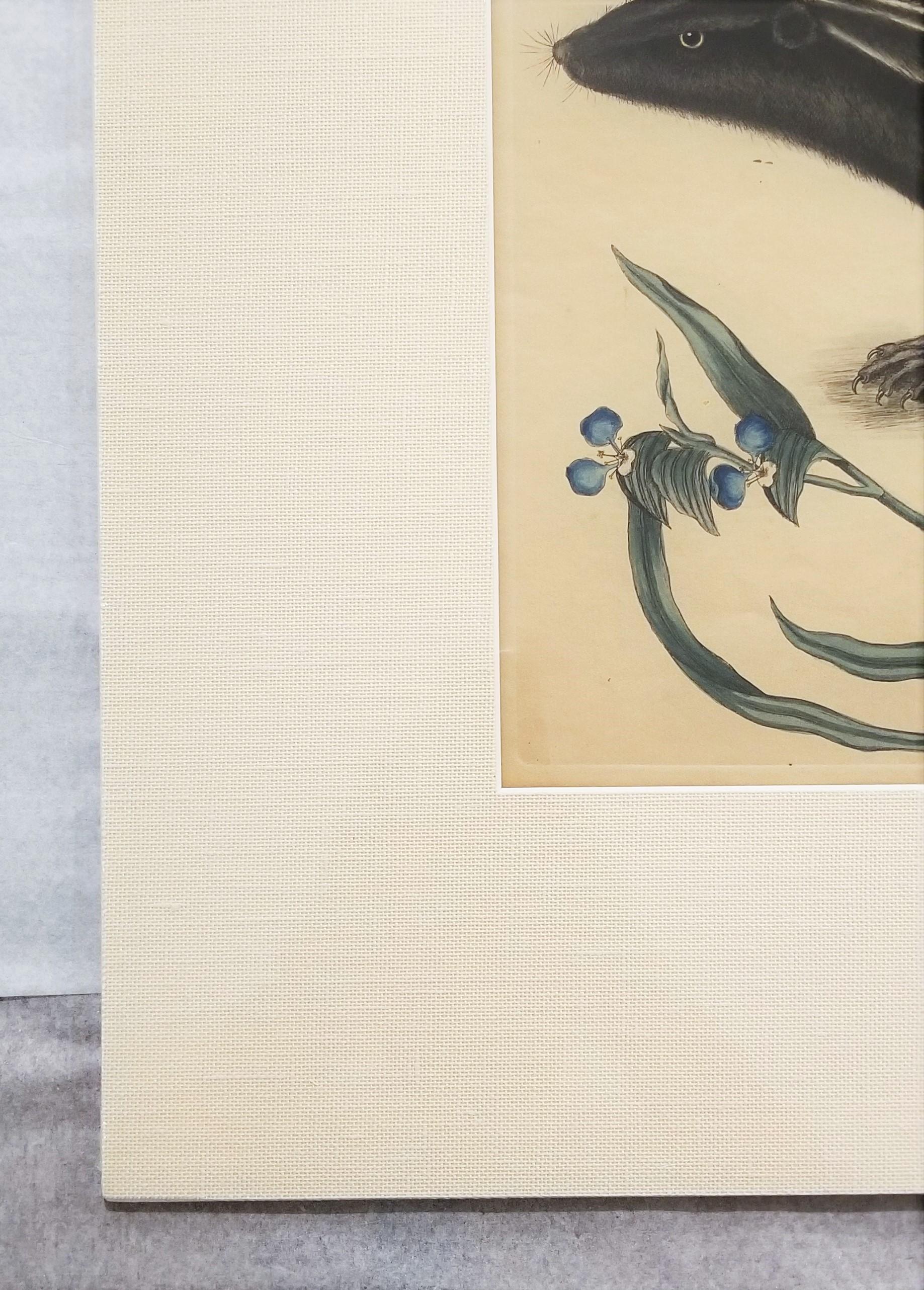 Putorius & Pseudo Phalangium (The Pole-Cat) (Skunk) /// Mark Catesby Animal Art en vente 4