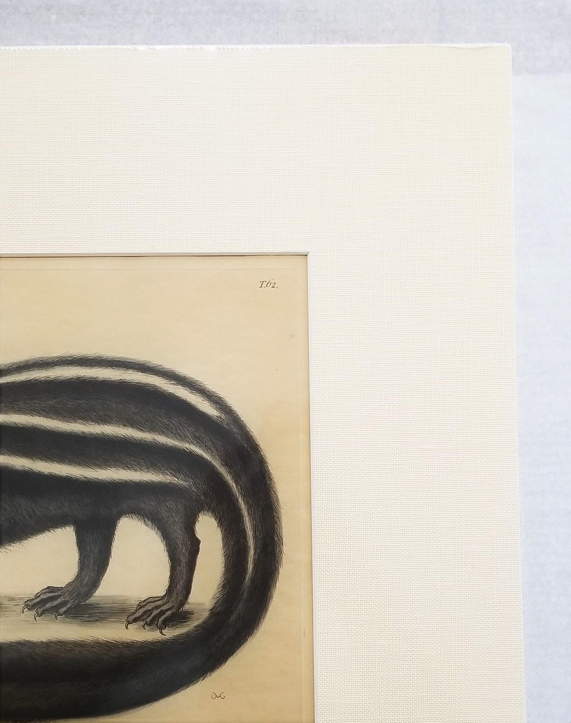 Putorius & Pseudo Phalangium (The Pole-Cat) (Skunk) /// Mark Catesby Animal Art en vente 6