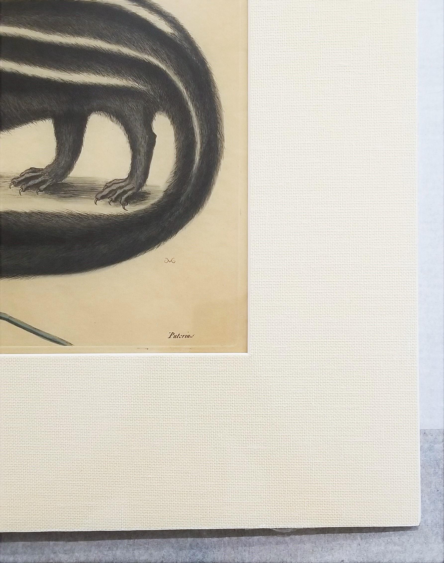 Putorius & Pseudo Phalangium (The Pole-Cat) (Skunk) /// Mark Catesby Animal Art en vente 7