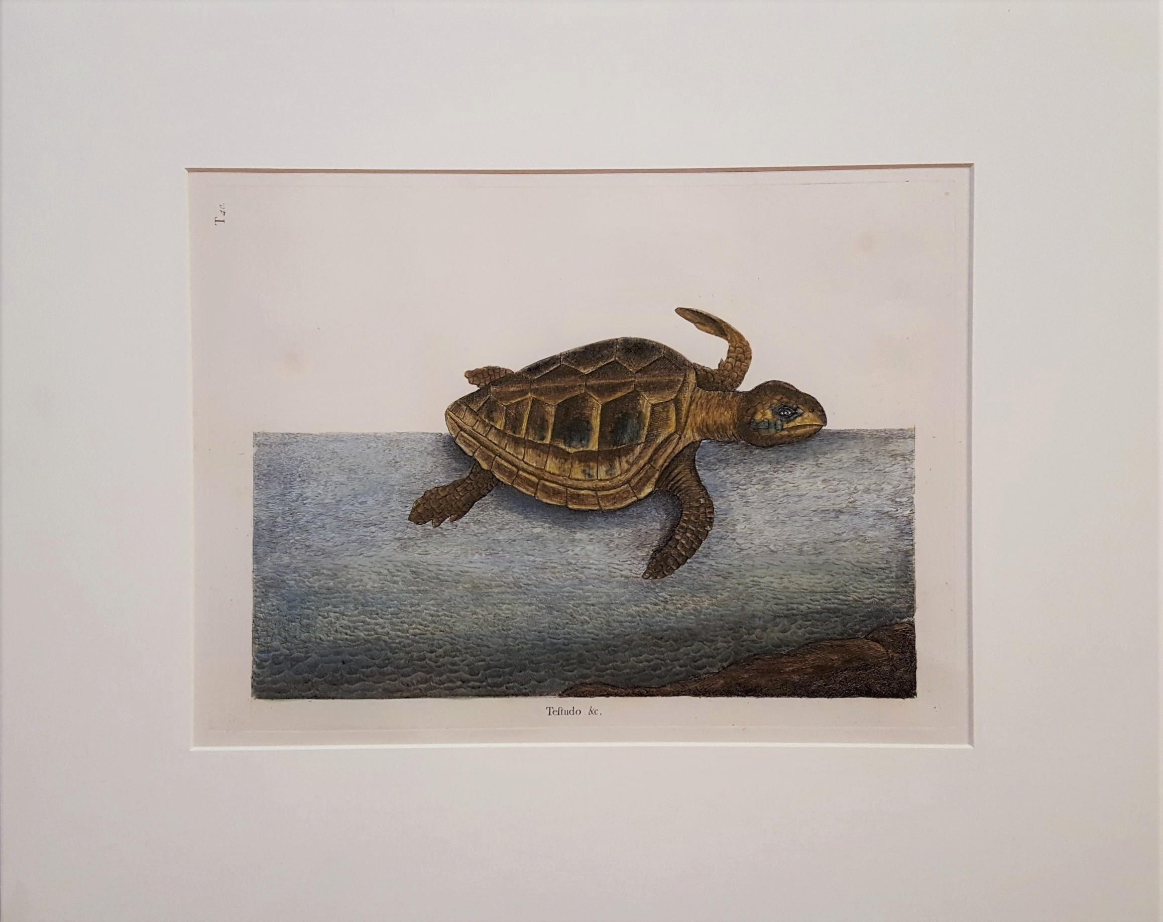 The Loggerhead Turtle - Print by Mark Catesby
