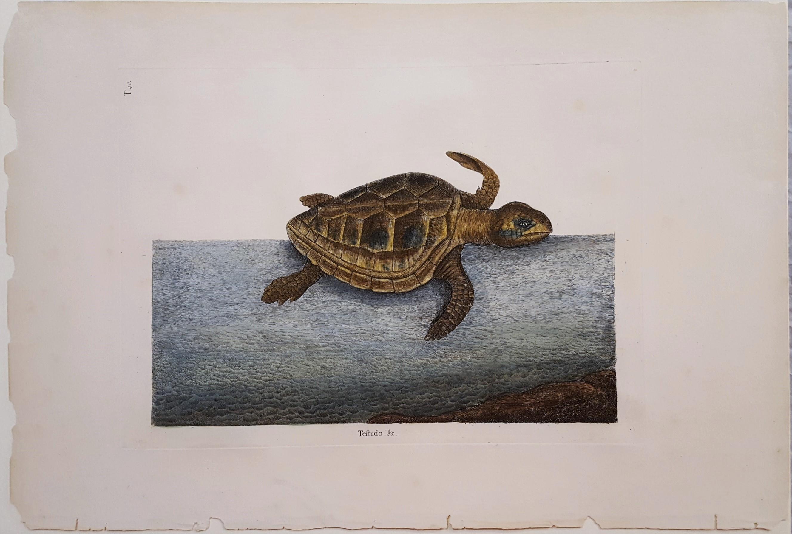 loggerhead turtle for sale