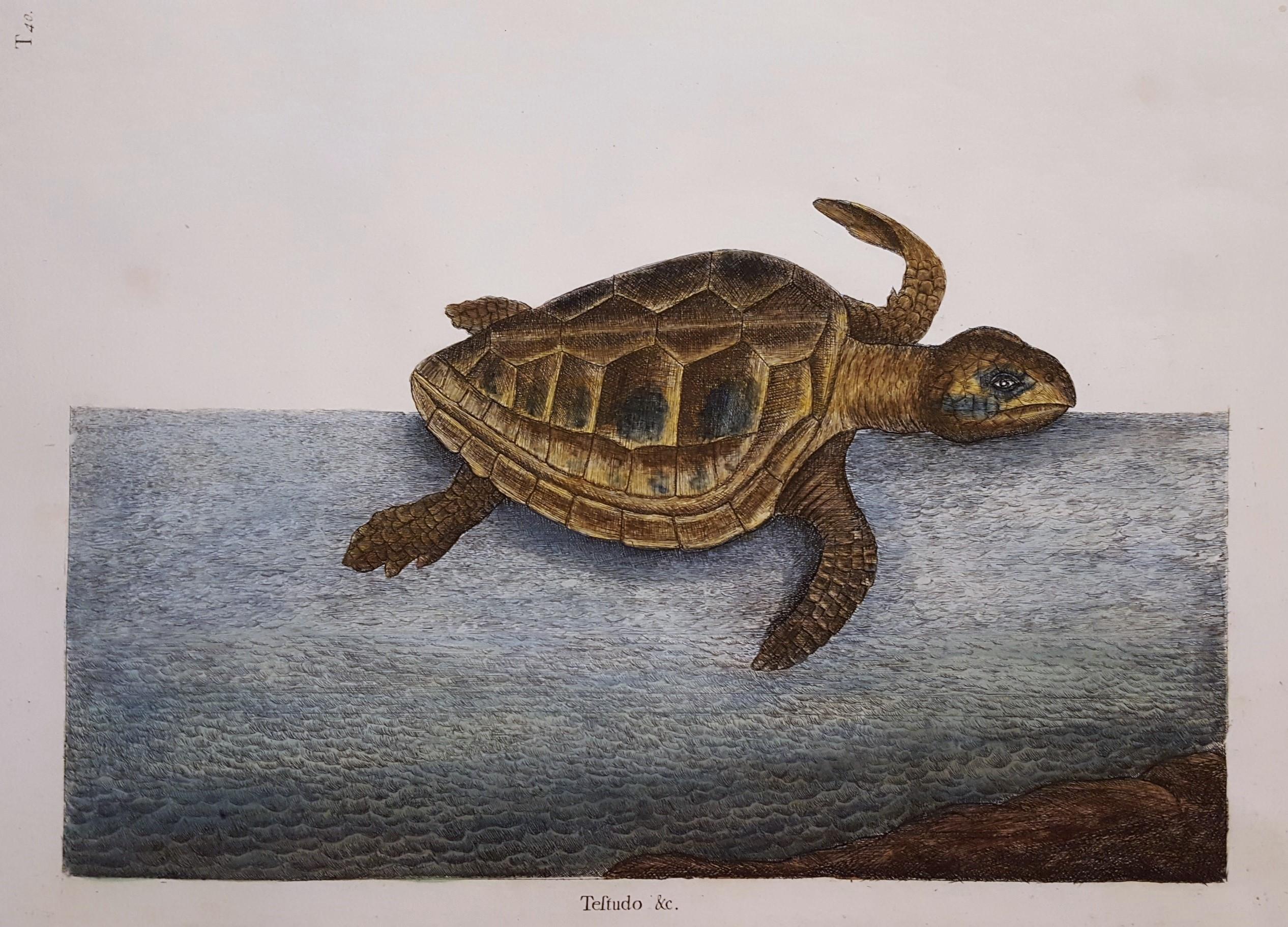 Mark Catesby Animal Print - The Loggerhead Turtle