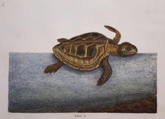 Antique The Loggerhead Turtle