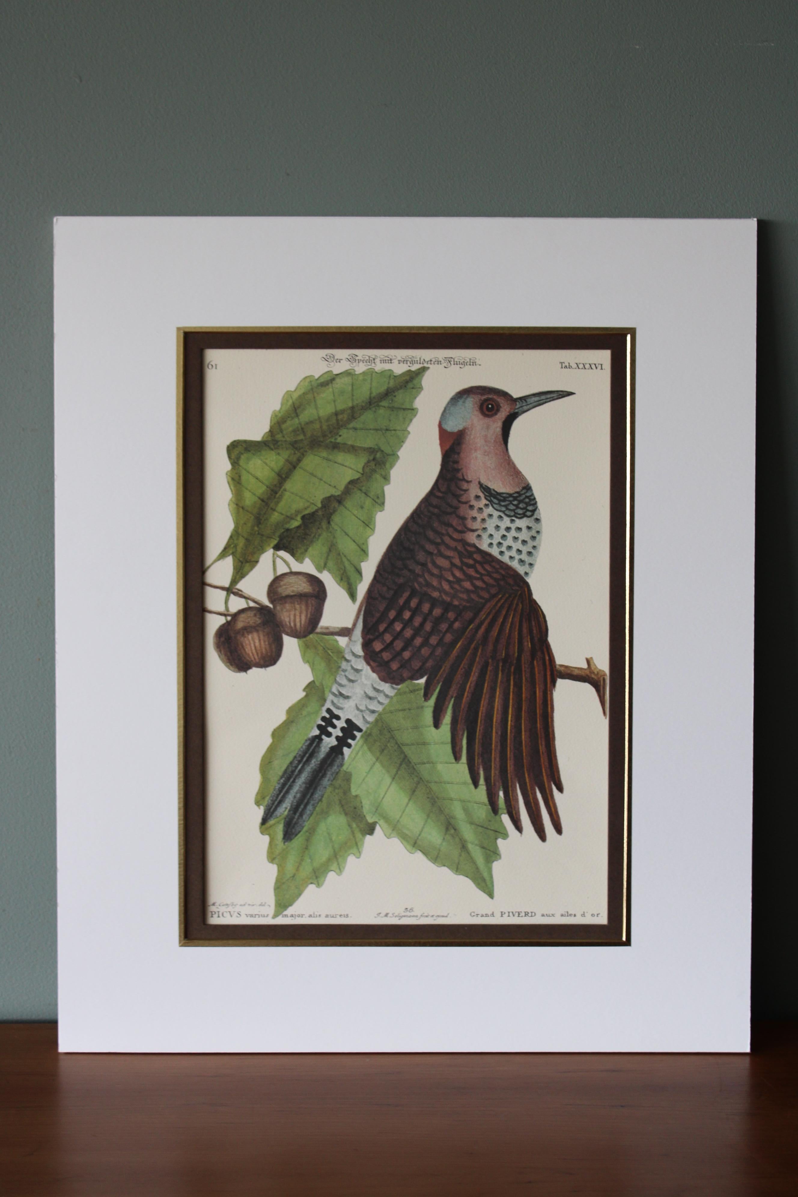 Set di due uccelli Mark Catesby vintage degli anni '70 in nuove montature 9