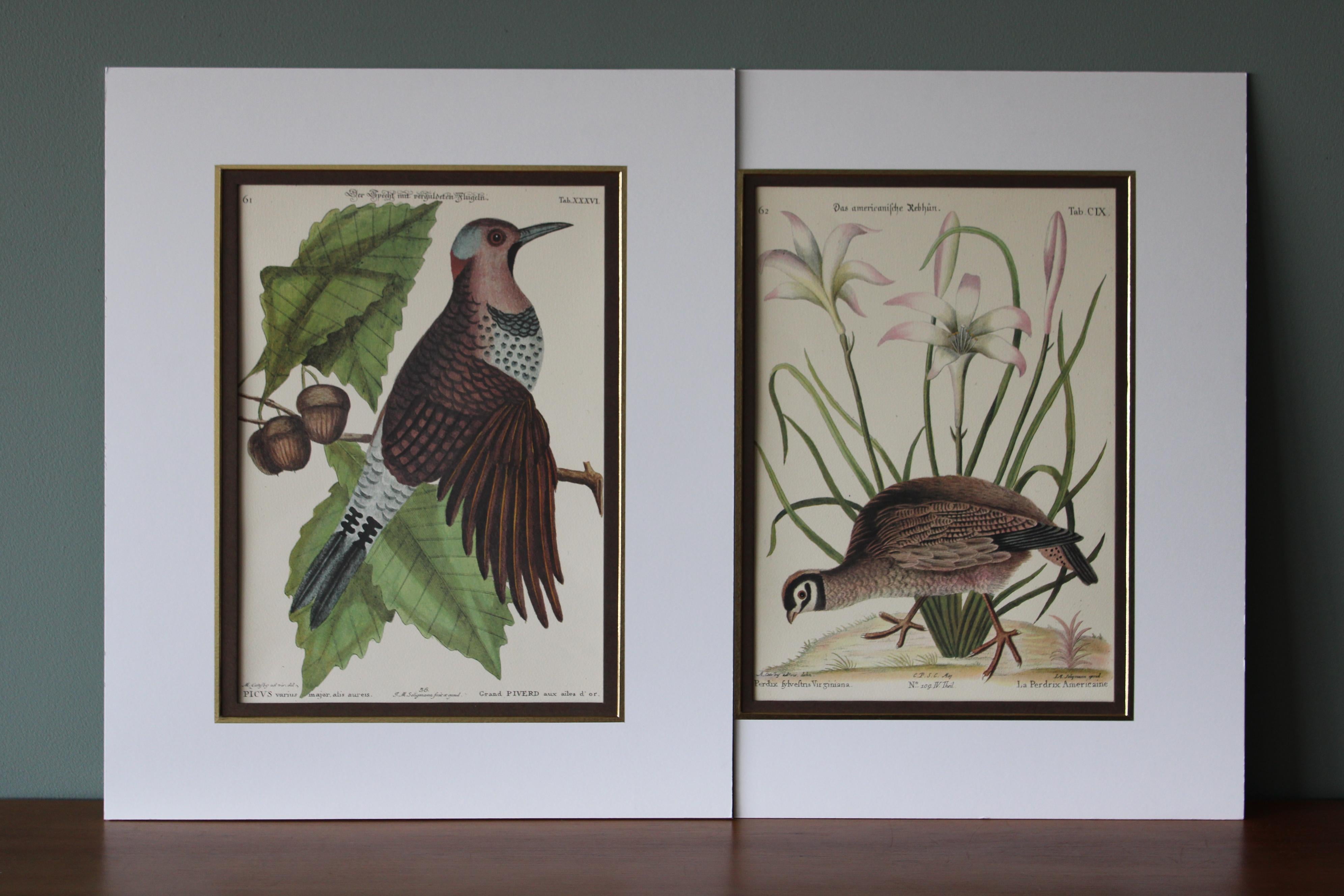Set di due uccelli Mark Catesby vintage degli anni '70 in nuove montature 1