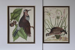 Set di due uccelli Mark Catesby vintage degli anni '70 in nuove montature