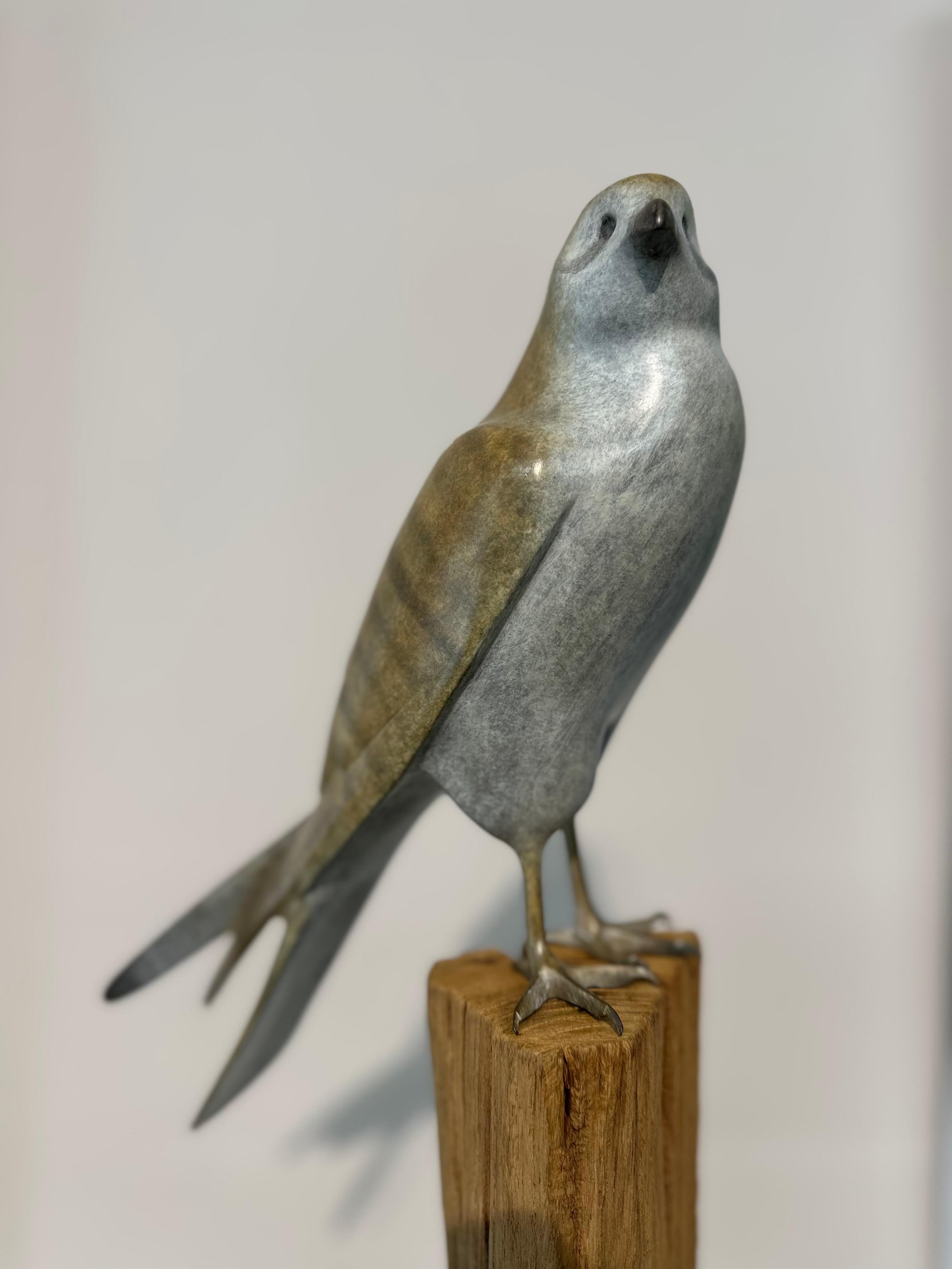 Gheppio ad ali chiuse  - Scultura di bronzo contemporanea del XXI secolo raffigurante un uccello - Sculpture di Mark Dedrie