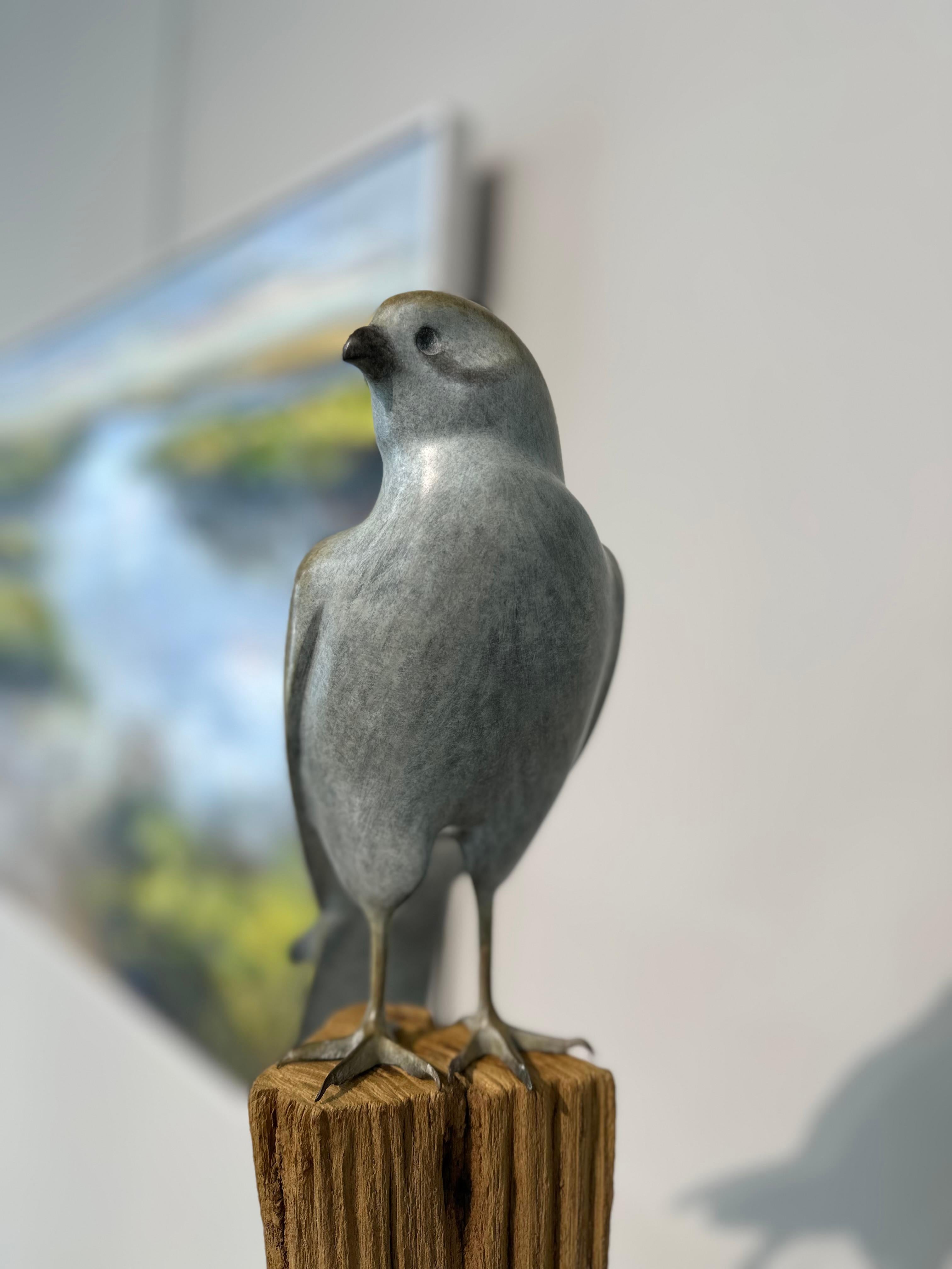 Gheppio ad ali chiuse  - Scultura di bronzo contemporanea del XXI secolo raffigurante un uccello - Sculpture Contemporaneo di Mark Dedrie