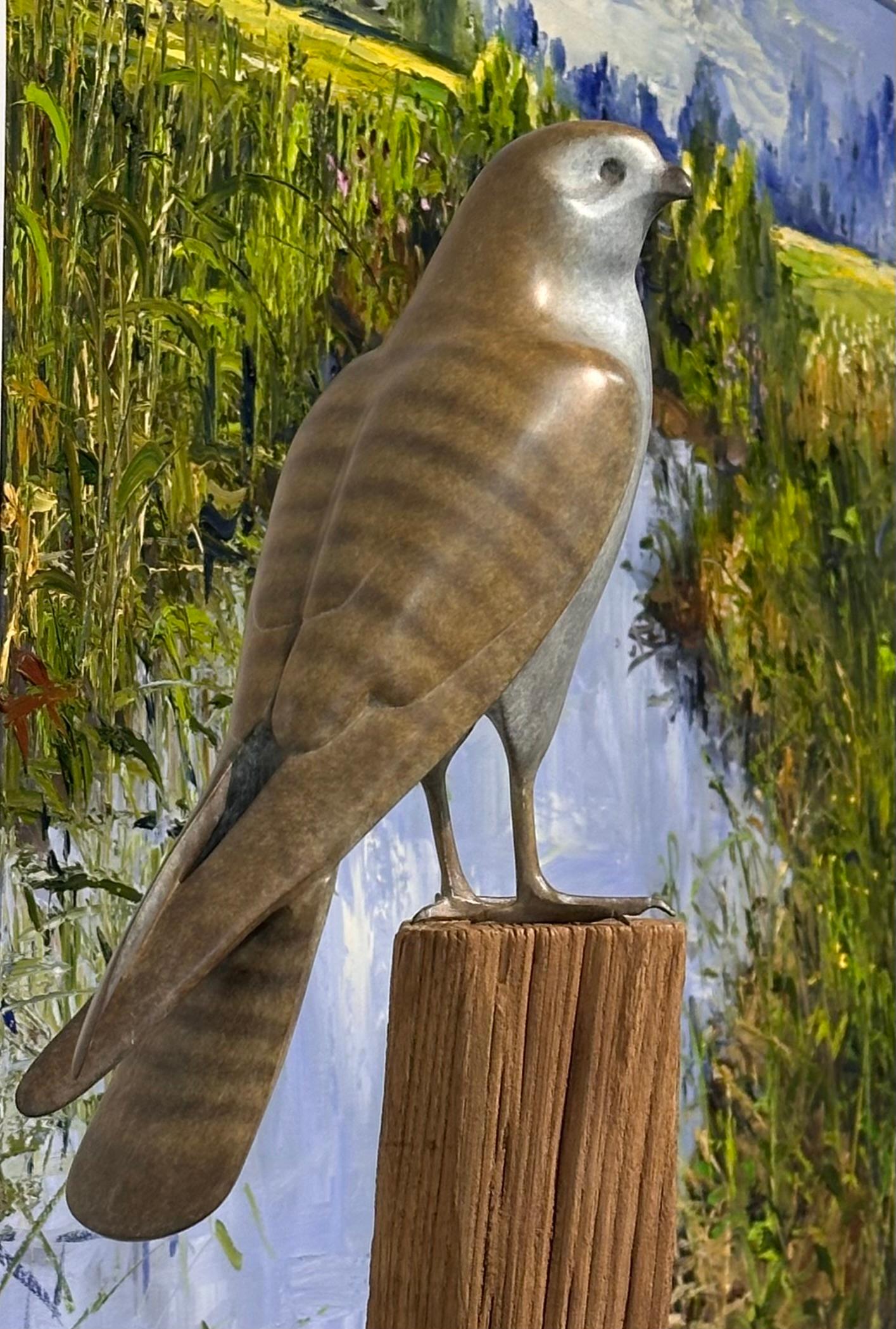 Gheppio ad ali chiuse  - Scultura di bronzo contemporanea del XXI secolo raffigurante un uccello in vendita 1