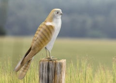 Kestrel Closed Wings  - 21st Century Contemporary Bronze Sculpture of a Bird