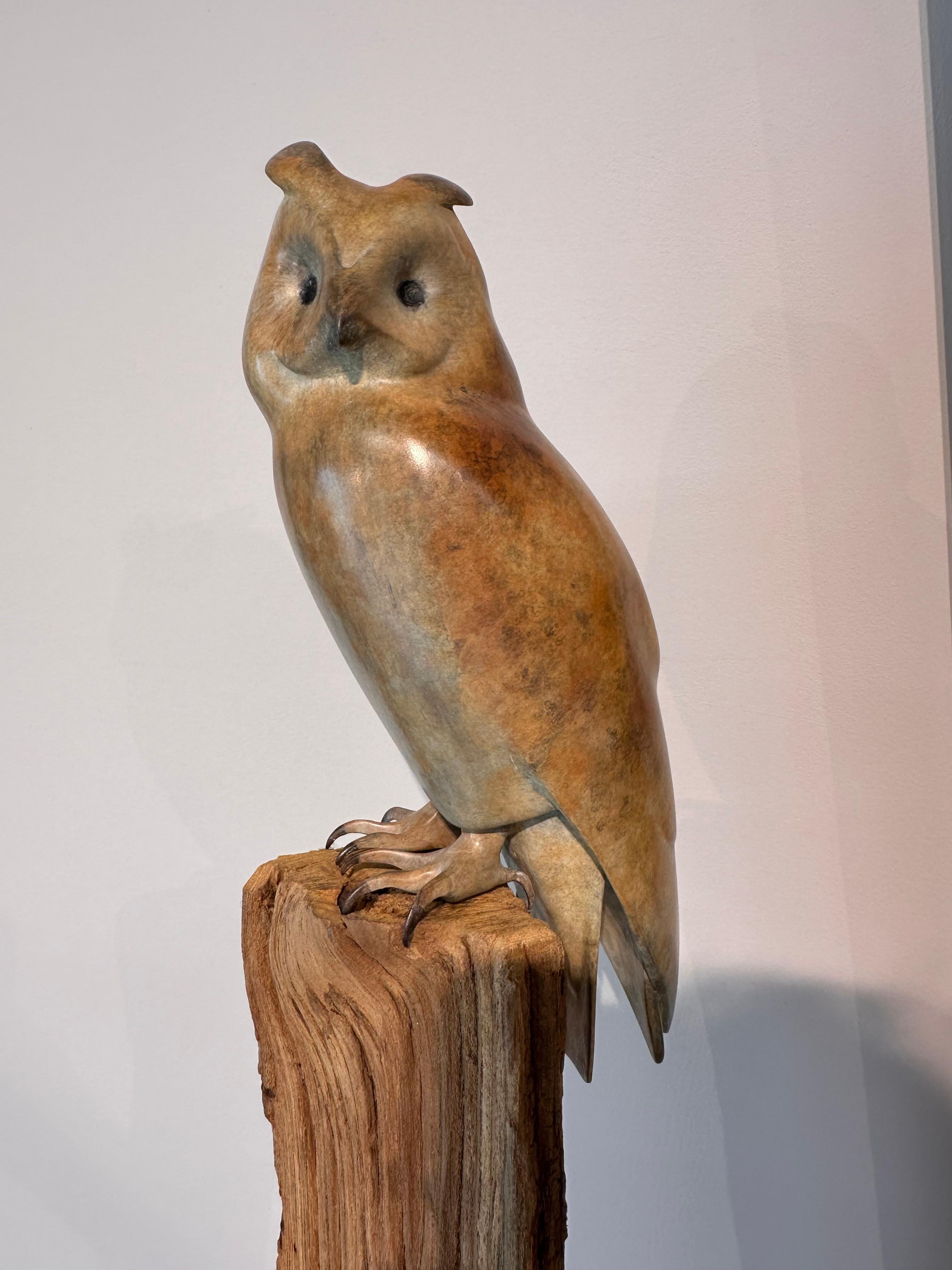 Gufo dalle orecchie lunghe  - Scultura in bronzo contemporanea del 21° secolo raffigurante un gufo in vendita 1
