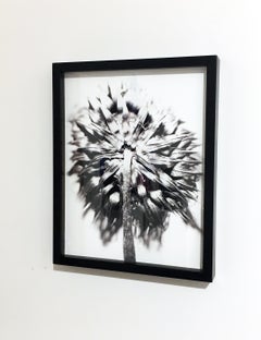 Thistle 22, Framed Black and White Digital Print Photography