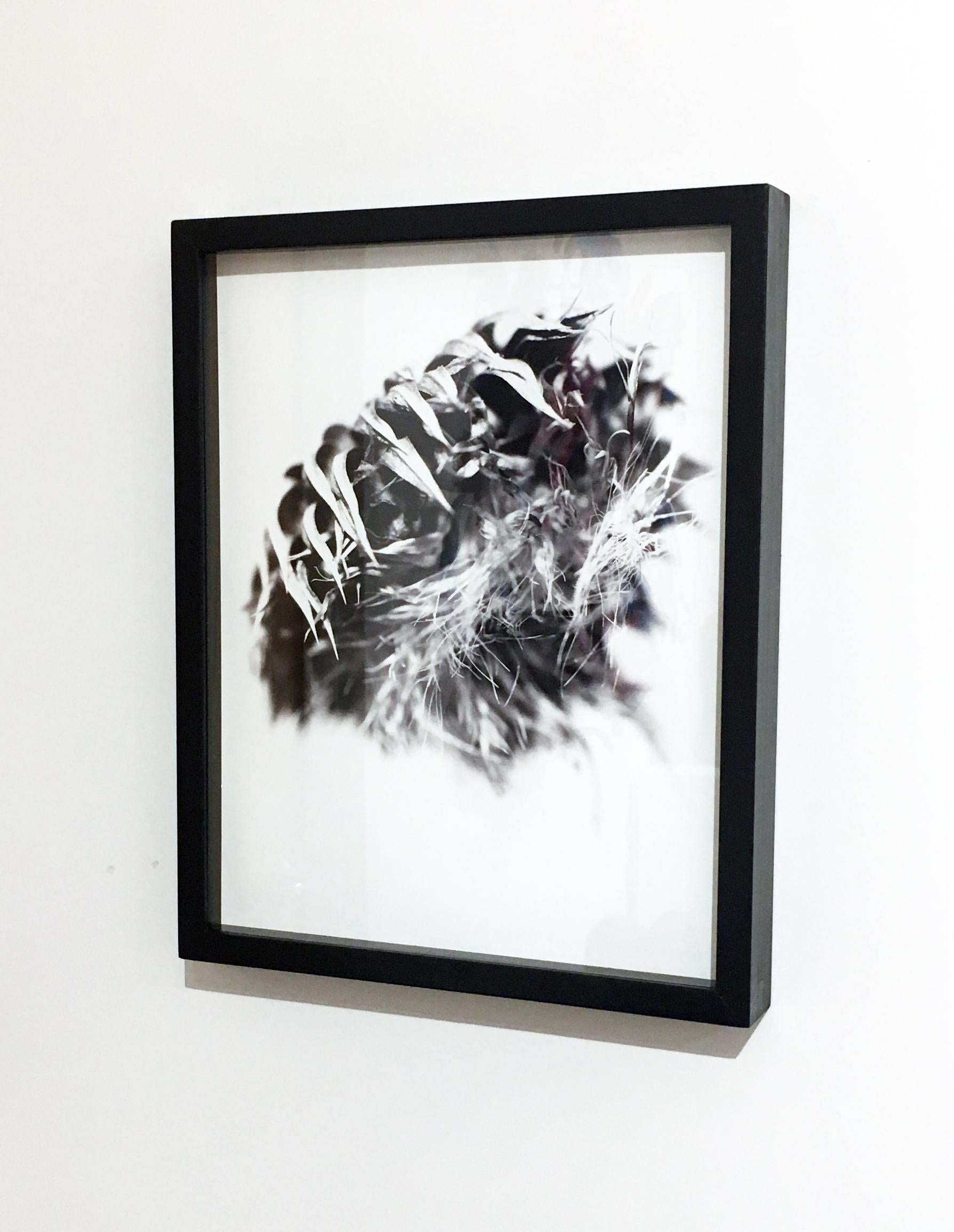 Mark Douglas Still-Life Photograph - Thistle 23, Framed Black and White Photography, Digital Print