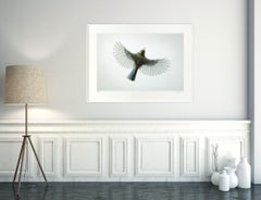 Bird's-Eye View by Mark Harvey 24" x 36" C-type Photographic Print Only