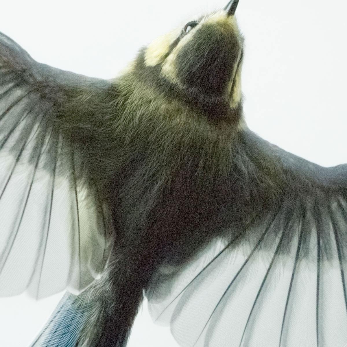Bird's-Eye View von Mark Harvey 16
