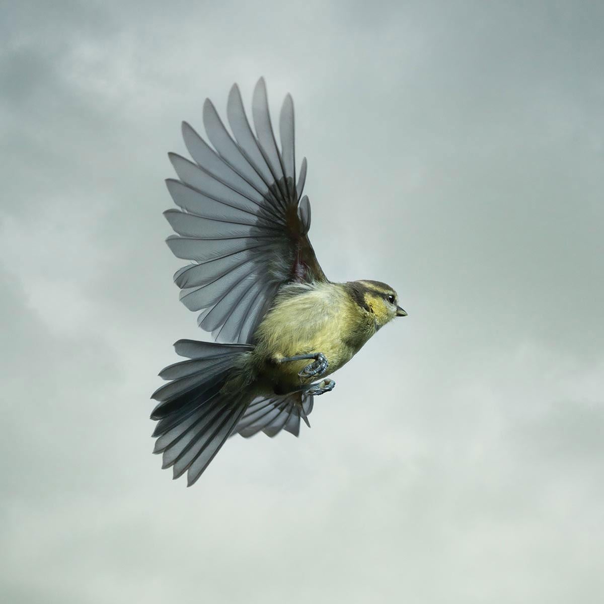 Blue Tit is part of the In Flight collection, a series of portraits of the wild birds taken in the gardens of Mark Harvey's home in Norfolk, England.

Turning on the wind, this juvenile blue tit is showing off its acrobatic skills and using wings