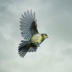 Blue Tit I (Juvenile) by Mark Harvey 30" x 30" C-type Photographic Print Only