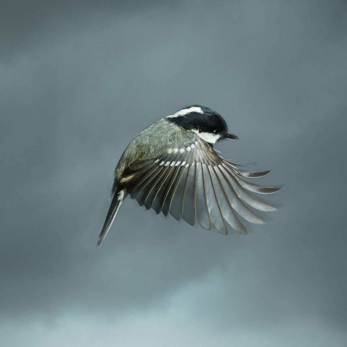 Coal Tit is part of the In Flight collection, a series of portraits of the wild birds taken in the gardens of Mark Harvey's home in Norfolk, England.

At a mere 9.2 grams there is an immense amount of beauty packed into this delicate little coal