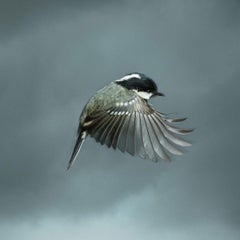 Impression photographique de type C de Mark Harvey 30" x 30" Coal Tit uniquement