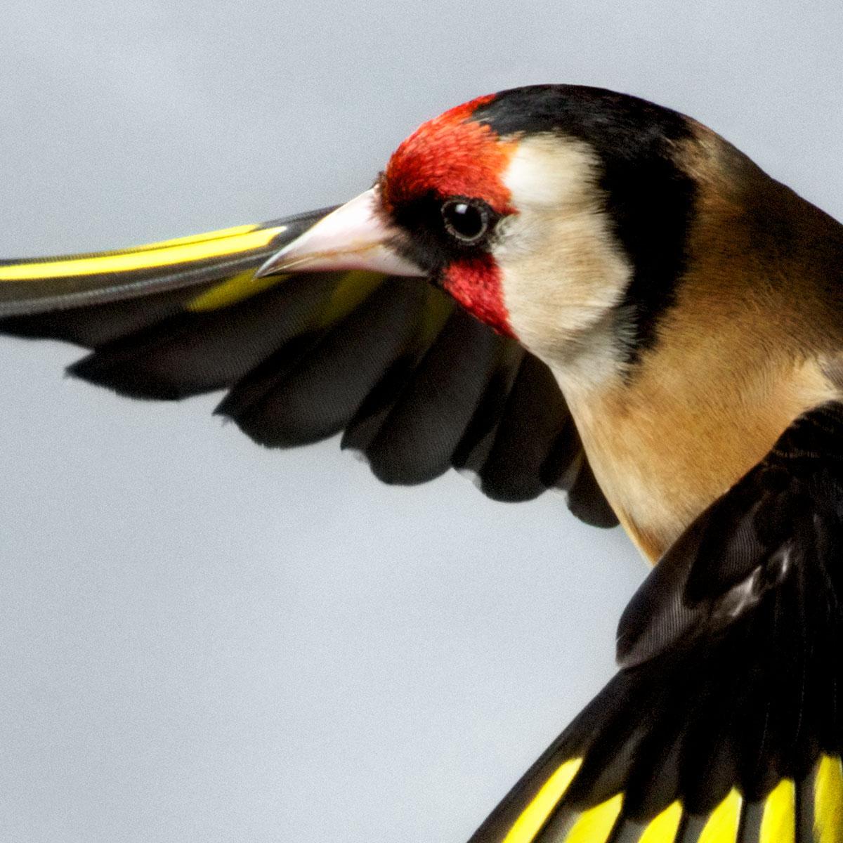 Goldfinch is part of the In Flight collection, a series of portraits of the wild birds taken in the gardens of Mark Harvey's home in Norfolk, England.

What could be more eye catching than the red, black and yellow colours of the goldfinch? One of