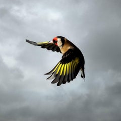 Goldfinch by Mark Harvey 40" x 40" C-type Photographic Print Only