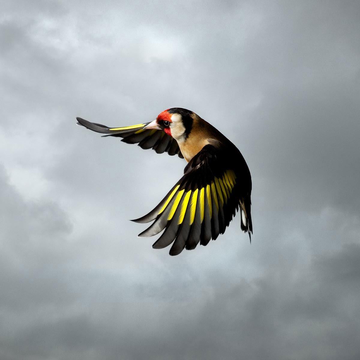 Der Stieglitz ist Teil der Kollektion In Flight, einer Serie von Porträts von Wildvögeln, die in den Gärten von Mark Harveys Haus in Norfolk, England, aufgenommen wurden.

Was könnte auffälliger sein als die roten, schwarzen und gelben Farben des