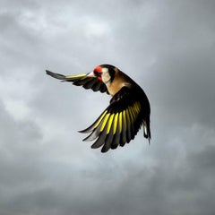 Goldfinch by Mark Harvey 20" x 20" C-Typ Fotodruck nur in C-Typ