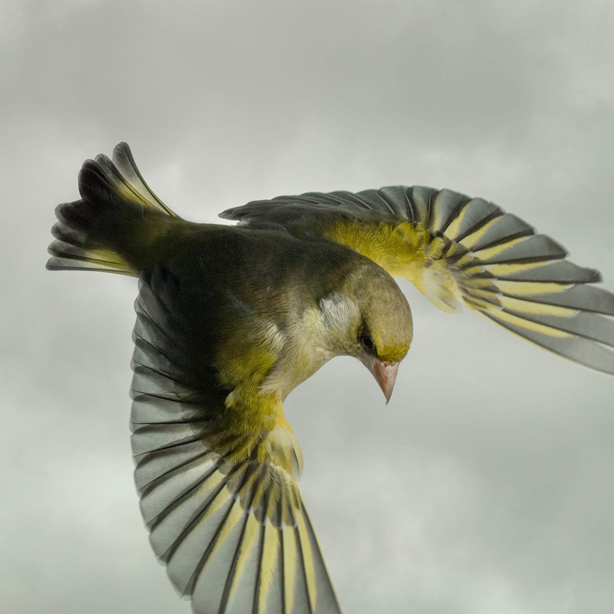 Greenfinch par Mark Harvey 30" x 30" Tirage photographique de type C uniquement