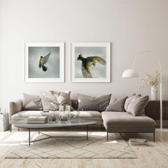 Greenfinch by Mark Harvey  20" x 20" C-type Photographic Print Only