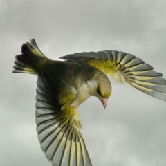 Greenfinch par Mark Harvey  Impression photographique de type C de 20" x 20" uniquement