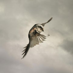 Long-Tailed Tit by Mark Harvey 30" x 30" C-type Photographic Print Only