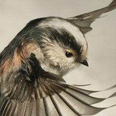 Long-Tailed Tit by Mark Harvey 40" x 40" C-type Photographic Print Only
