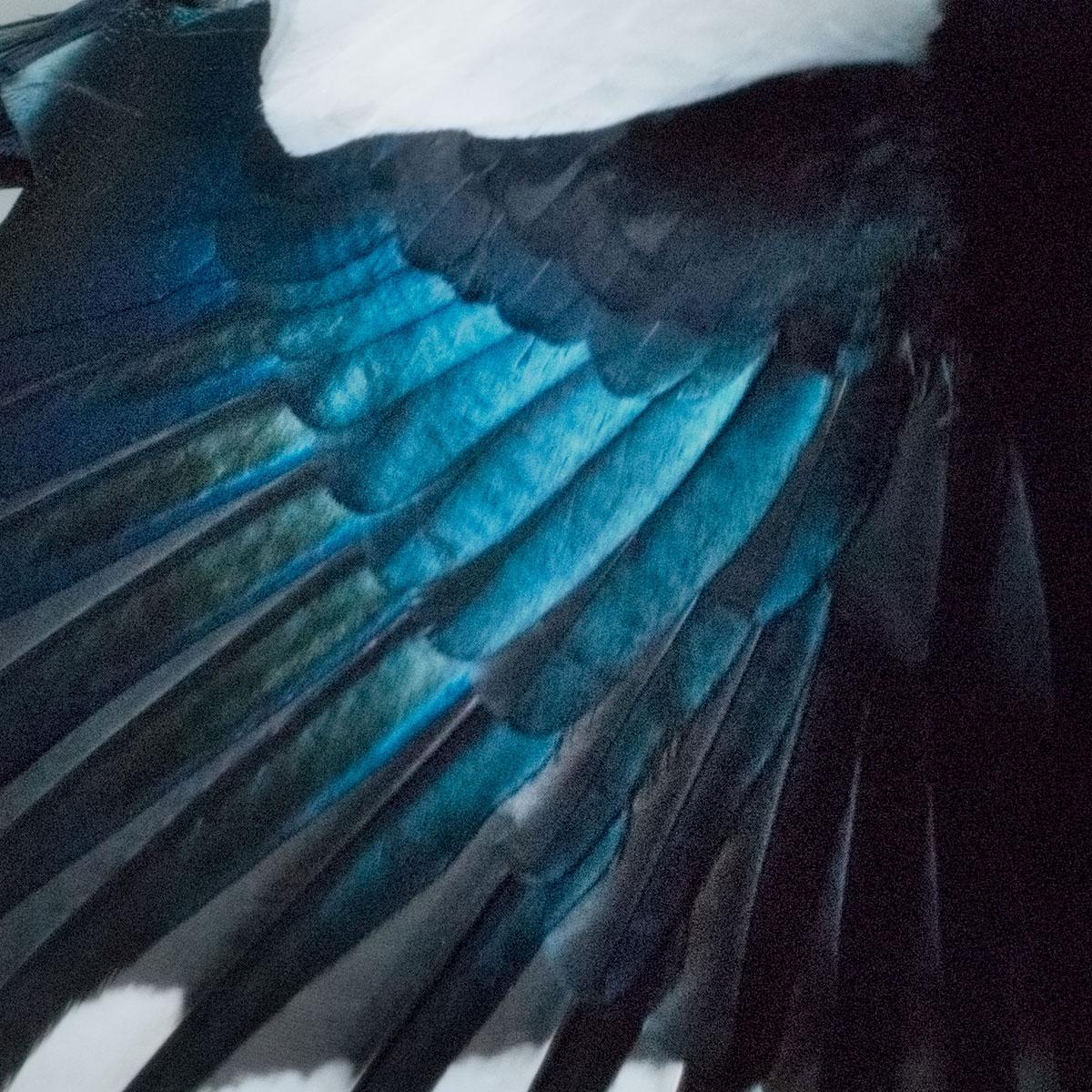 Gazza in volo di Mark Harvey 34,7