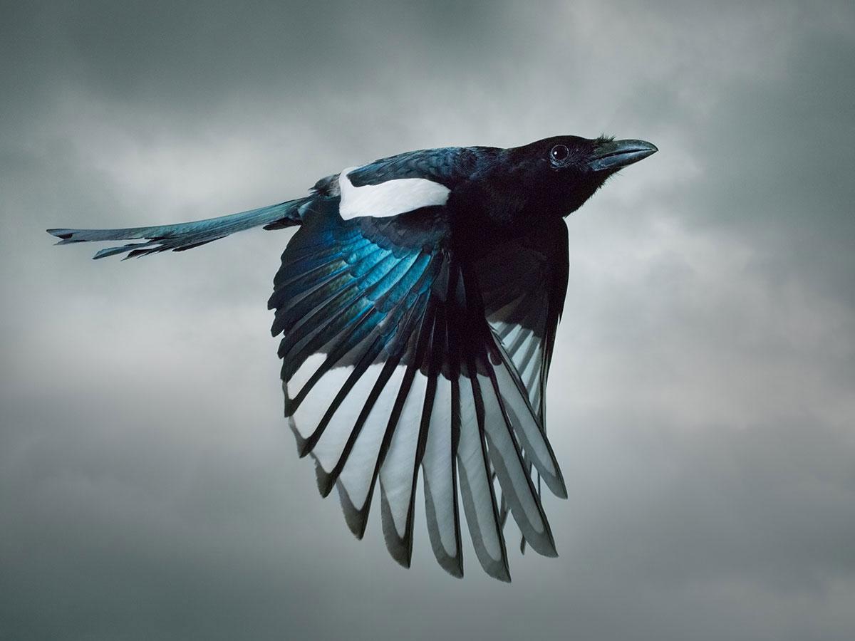 Magpie in flight by Mark Harvey 34.7" x 26" C-type photographic Print Only