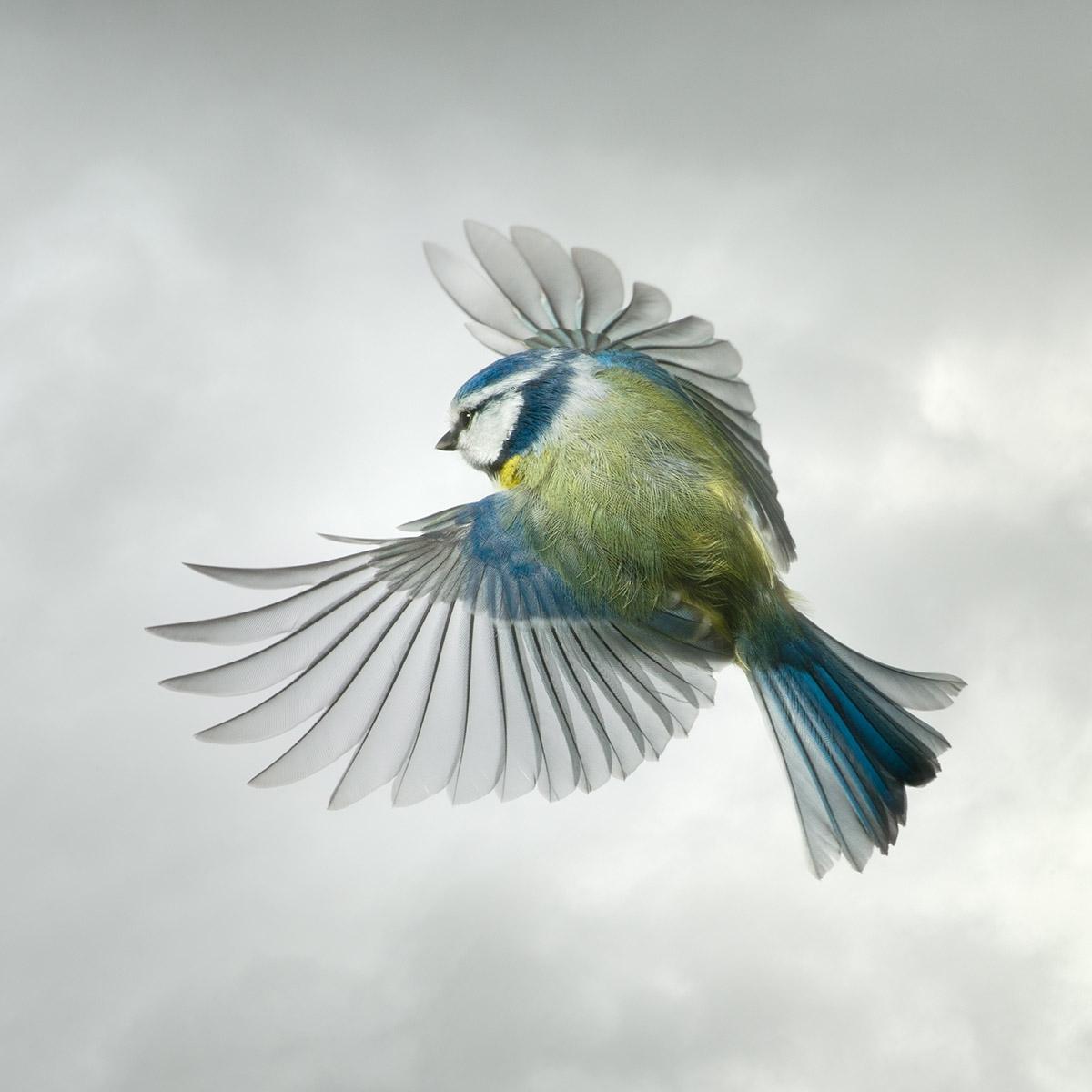 harvey blue bird
