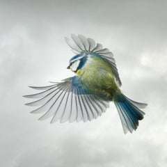 Spring Blue Tit by Mark Harvey 30" x 30" C-type Photographic Print Only