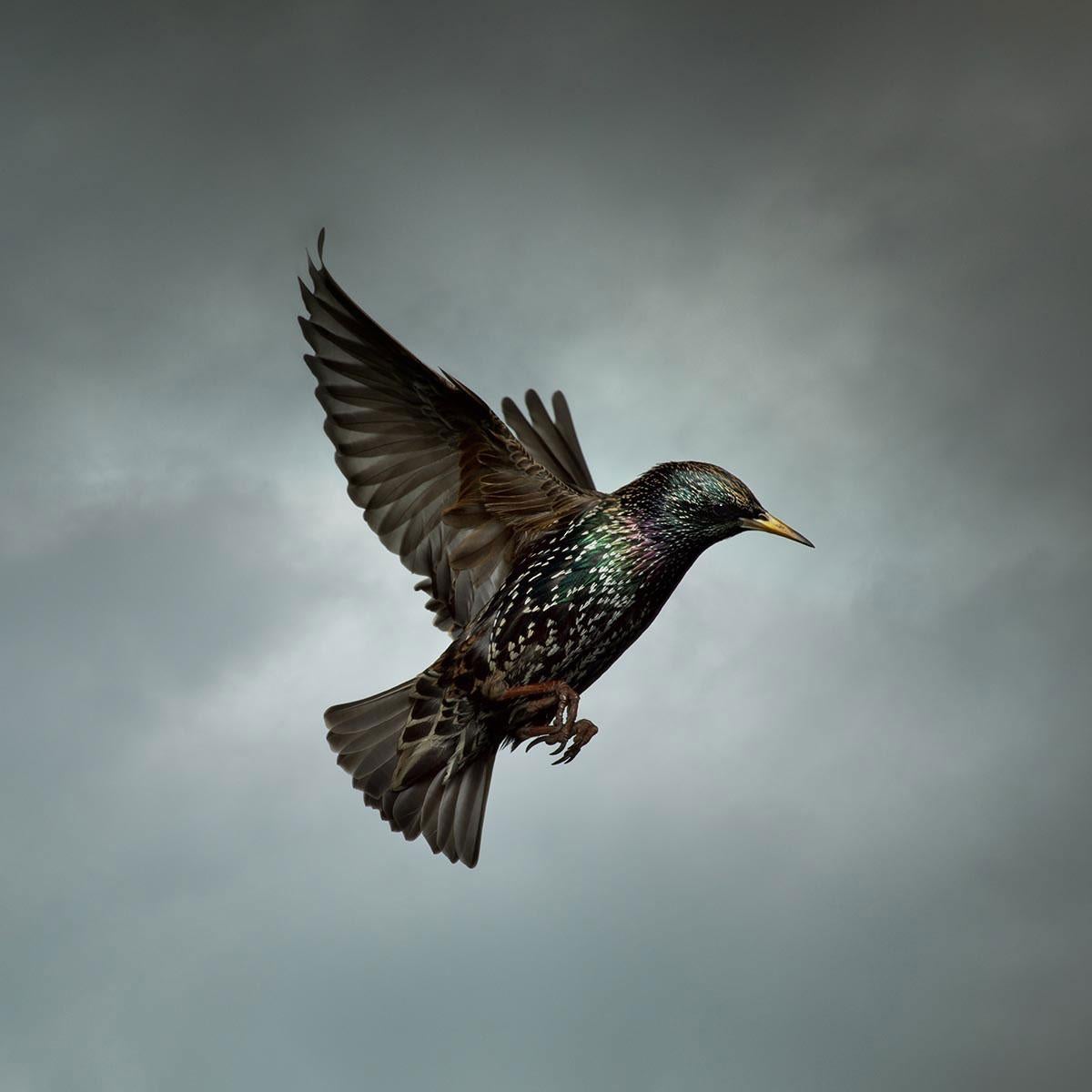 Starling by Mark Harvey 40" x 40" C-type Photographic Print Only