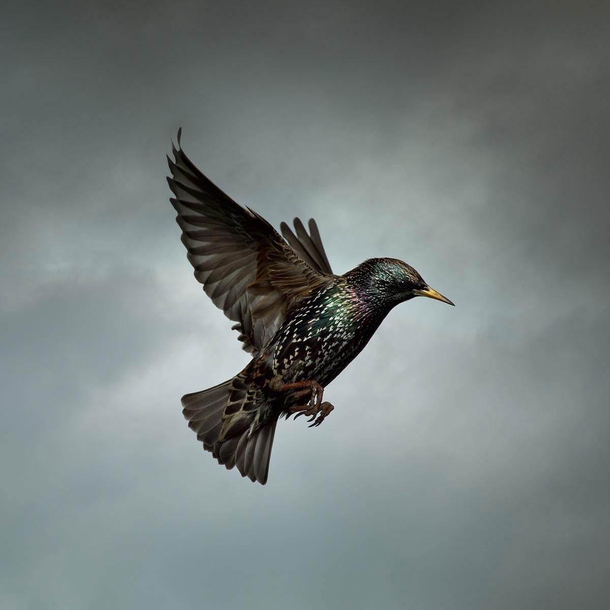 Lavorando con questi uccelli gregari, arrivavano sempre in gran numero e creavano una grande confusione. Volevo davvero isolare un singolo uccello lontano dal clamore dello stormo principale e mettere in mostra tutti i suoi intricati dettagli e la