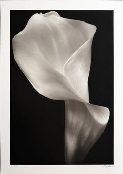 Calla de Mark Jenkins