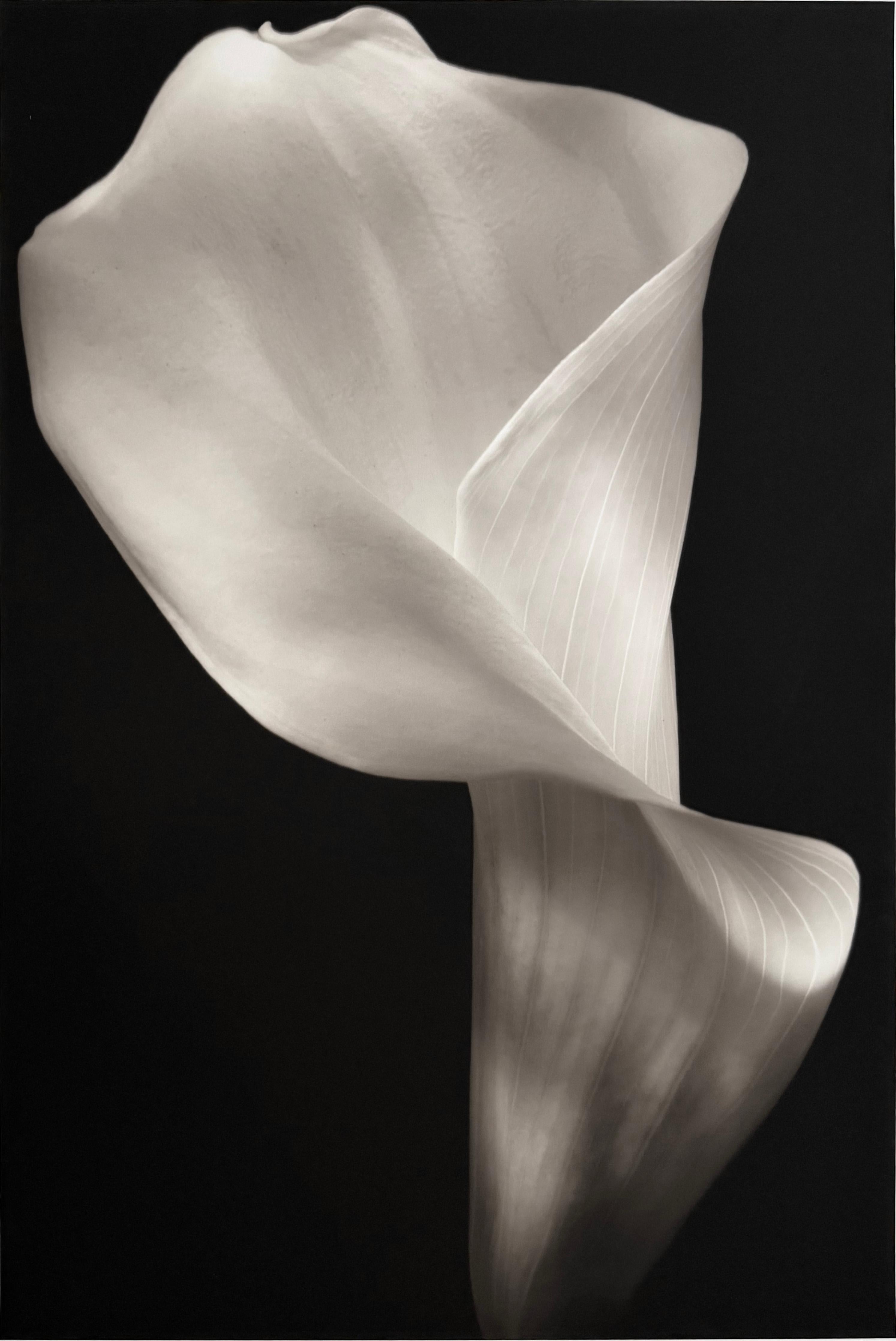 Calla, di Mark Jenkins & Jenkins