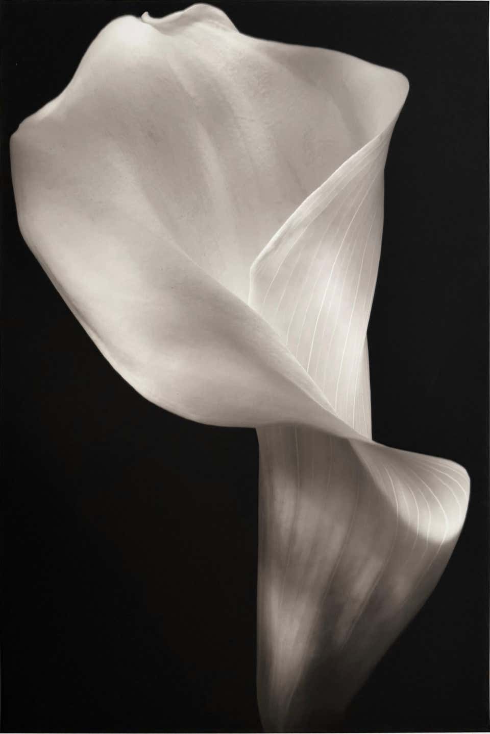 Calla, by Mark Jenkins