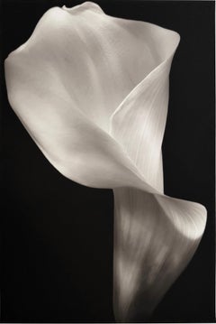 Calla, de Mark Jenkins